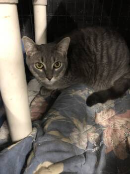 Rescue Domestic Short Hair Cats for Adoption in Linden, Michigan - Feline Carrot (Male) | PetCurious