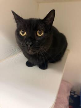 Taffy (Ashley) -  Domestic Short Hair Cat for Adoption in Johnson City, Tennessee - Taffy (Ashley) | PetCurious