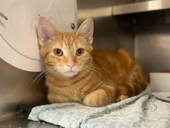 TATER TOT -  Domestic Short Hair Cat for Adoption in Fort Wayne, Indiana - TATER TOT | PetCurious