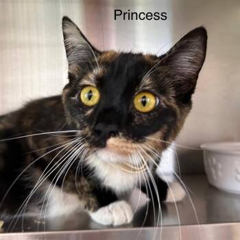 Princess -  Domestic Medium Hair Cat for Adoption in Madisonville, Tennessee - Princess | PetCurious