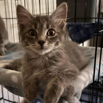 Jon Snow -  Tabby Cat for Adoption in Edmond, Oklahoma - Jon Snow | PetCurious