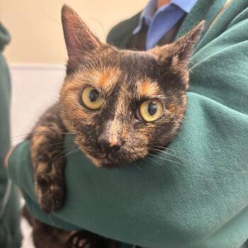 Rescue Domestic Short Hair Cats for Adoption in Tulsa, Oklahoma - Mae | PetCurious