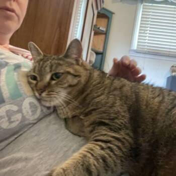 Domestic Short Hair Cats Available for Adoption in Seven Valleys, Pennsylvania - Lorrie | PetCurious