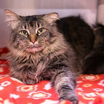 Domestic Long Hair Cats Available for Adoption - Wesley | PetCurious