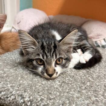 Taco Bell -  Domestic Long Hair Cat for Adoption in Fresno, California - Taco Bell | PetCurious