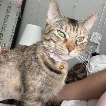 Domestic Short Hair Cats Available for Adoption in Bentonville, Arkansas - Little Miss | PetCurious
