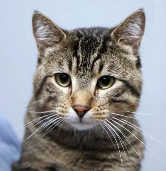 Sullivan (AO36939) -  Domestic Short Hair Cat for Adoption in Kansas City, Kansas - Sullivan (AO36939) | PetCurious