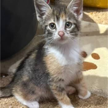 Rescue Domestic Short Hair Cats for Adoption in Silver Spring, Maryland - Delilah | PetCurious