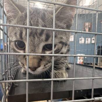 Domestic Short Hair Cats Available for Adoption in Newark, New Jersey - Clyde | PetCurious