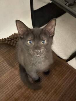 Onyx -  Domestic Medium Hair Cat for Adoption in San Antonio, Texas - Onyx | PetCurious