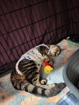 Peaches -  Domestic Short Hair Cat for Adoption in Tacoma, Washington - Peaches | PetCurious