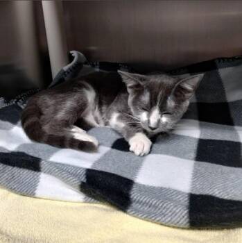GRISELDA -  Domestic Short Hair Cat for Adoption in Alameda, California - GRISELDA | PetCurious