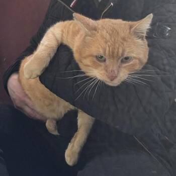 Domestic Short Hair Cats Available for Adoption in North Branford, Connecticut - 26-83 Cheddar | PetCurious