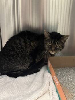 Rescue Domestic Short Hair Cats for Adoption in Batavia, Ohio - Spooky Hollow | PetCurious