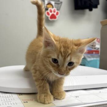 Cheeto -  Domestic Short Hair Cat for Adoption in Hannibal, Missouri - Cheeto | PetCurious
