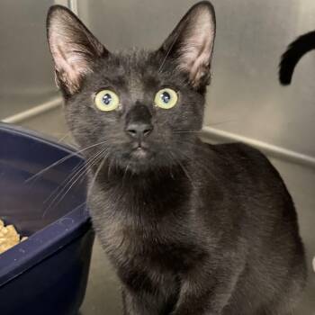 Rescue Domestic Short Hair Cats for Adoption in Collierville, Tennessee - Ozzy | PetCurious
