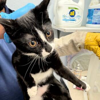 Giordanos -  Domestic Short Hair Cat for Adoption in Royse City, Texas - Giordanos | PetCurious