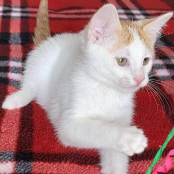 Nugget -  Domestic Short Hair Cat for Adoption in Liverpool, Texas - Nugget | PetCurious