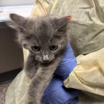 Mistwhisper -  Domestic Medium Hair Cat for Adoption in Salt Lake City, Utah - Mistwhisper | PetCurious
