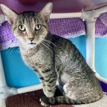 Nala -  Domestic Short Hair Cat for Adoption in East Montpelier, Vermont - Nala | PetCurious