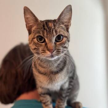 Domestic Short Hair Cats Available for Adoption - Birdie Willis-RW | PetCurious