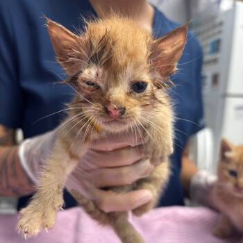 Rescue Domestic Short Hair Cats for Adoption in Vineland, New Jersey - Jalapeno (PetSmart) | PetCurious