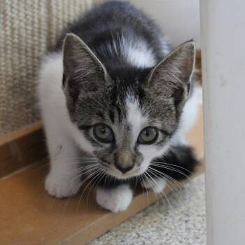 Croissant -  Domestic Short Hair Cat for Adoption in Gloucester, Virginia - Croissant | PetCurious