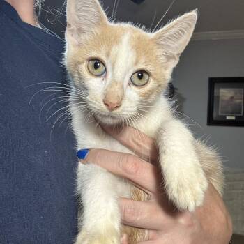 Eggroll -  Domestic Short Hair Cat for Adoption in Oak Bluffs, Massachusetts - Eggroll | PetCurious