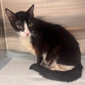 Figgy -  Domestic Short Hair Cat for Adoption in Clearwater, Florida - Figgy | PetCurious