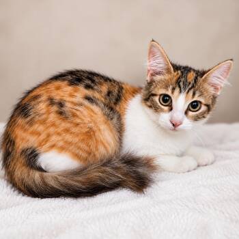 Tigger -  Domestic Medium Hair Cat for Adoption in Sarasota, Florida - Tigger | PetCurious