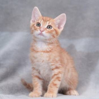 Tabasco (Black Collar) -  Domestic Short Hair Cat for Adoption in Sunnyvale, California - Tabasco (Black Collar) | PetCurious