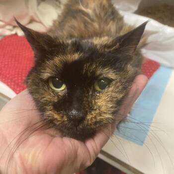 Domestic Medium Hair Cats Available for Adoption - Molly | PetCurious