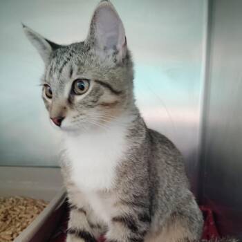 Shere Khan -  Domestic Short Hair Cat for Adoption in Valley, Alabama - Shere Khan | PetCurious