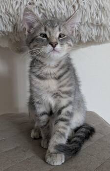 Rescue Tabby Cats for Adoption in Pierre, South Dakota - Kaleb | PetCurious