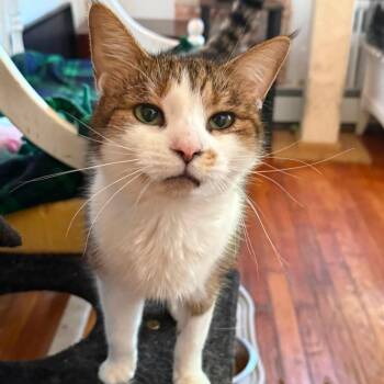 Mandy (special situation) -  Domestic Medium Hair Cat for Adoption in Huntington, New York - Mandy (special Situation) | PetCurious