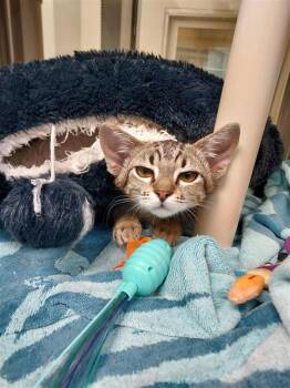 Evangeline -  Domestic Short Hair Cat for Adoption in Elk Grove, California - Evangeline | PetCurious