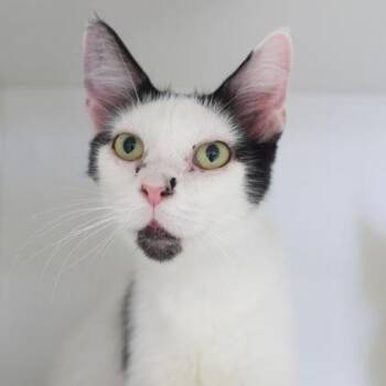 Smudge -  Domestic Medium Hair and Domestic Short Hair Cat for Adoption in Verona, Wisconsin - Smudge | PetCurious