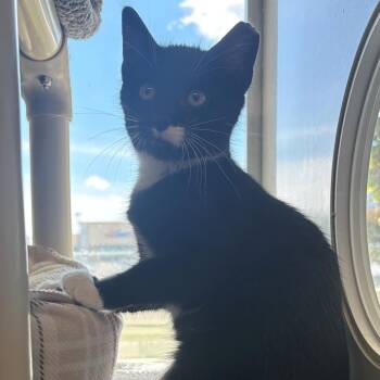 Liberty -  Domestic Short Hair Cat for Adoption in East Hanover, New Jersey - Liberty | PetCurious
