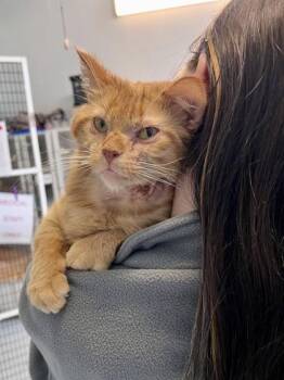 Simba (Nutty Buddy) -  Domestic Short Hair Cat for Adoption in Covington, Louisiana - Simba (Nutty Buddy) | PetCurious