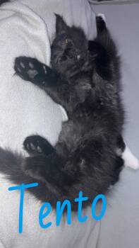 Rescue Domestic Medium Hair Cats for Adoption in Carthage, New York - Tento | PetCurious