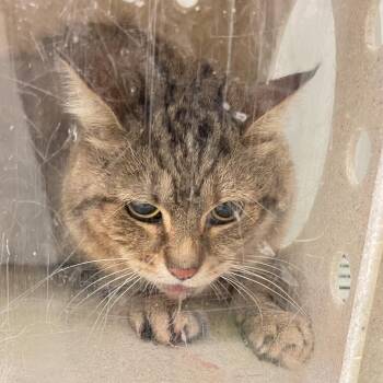 KC -  Domestic Short Hair Cat for Adoption in Philadelphia, Pennsylvania - KC | PetCurious