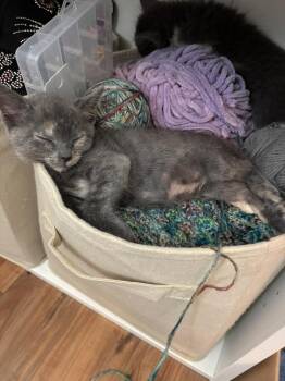 Nermie -  Domestic Short Hair Cat Available for Adoption in Deltona, Florida - Nermie | PetCurious