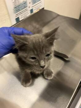 LA BREA -  Domestic Short Hair Cat for Adoption in Long Beach, California - LA BREA | PetCurious