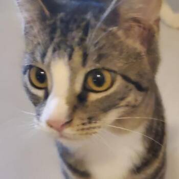 Ollie -  Domestic Short Hair Cat for Adoption in Liverpool, Texas - Ollie | PetCurious
