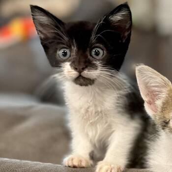 Disco Turkey -  Domestic Short Hair Cat for Adoption in Westminster, California - Disco Turkey | PetCurious