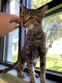 Bramble -  Domestic Short Hair Cat for Adoption in Roanoke, Virginia - Bramble | PetCurious