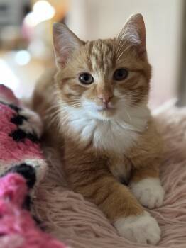 Rescue Domestic Short Hair Cats for Adoption in Plymouth, Michigan - Pez | PetCurious