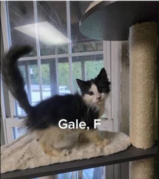 Gale -  Domestic Long Hair Cat for Adoption in Shrewsbury, Massachusetts - Gale | PetCurious
