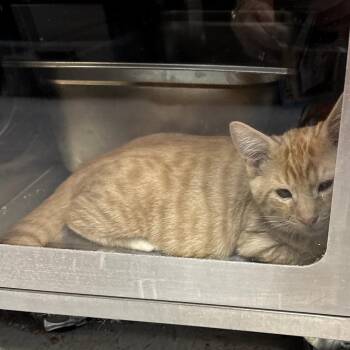 Tan Sixes -  Domestic Short Hair Cat for Adoption in Austin, Texas - Tan Sixes | PetCurious