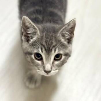 Fern -  Domestic Short Hair and Tabby Cat for Adoption in Long Beach, Washington - Fern | PetCurious
